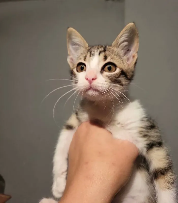 Котёнок Анфиска