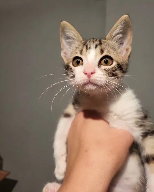 Котёнок