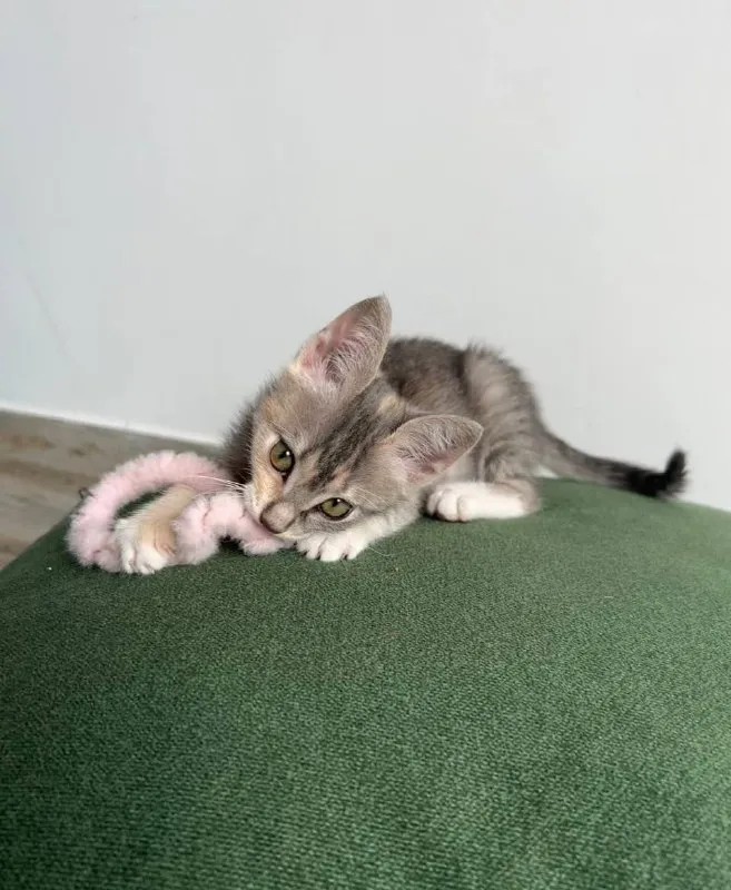 Котёнок Лея