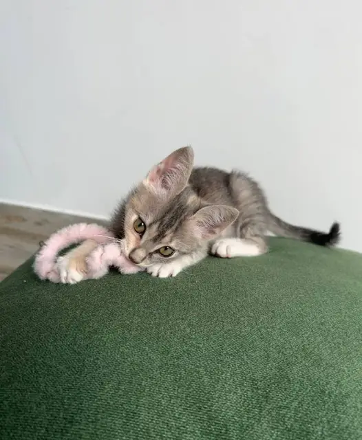 Котёнок Лея — Батуми