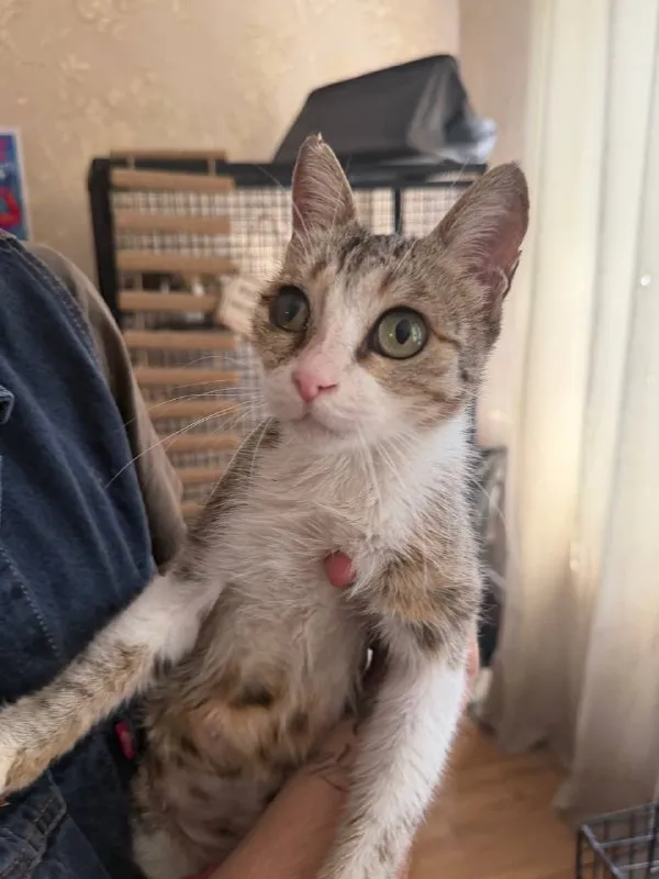 Кошечка