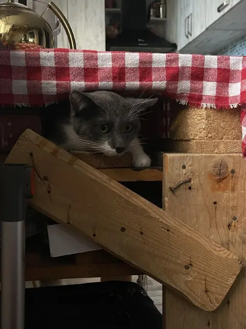 Кот Тихомир — Батуми
