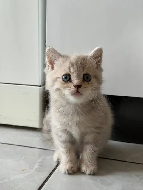 Котята — Анталия