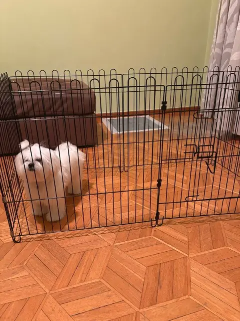 Клетка для собак — Батуми — 75 ₾