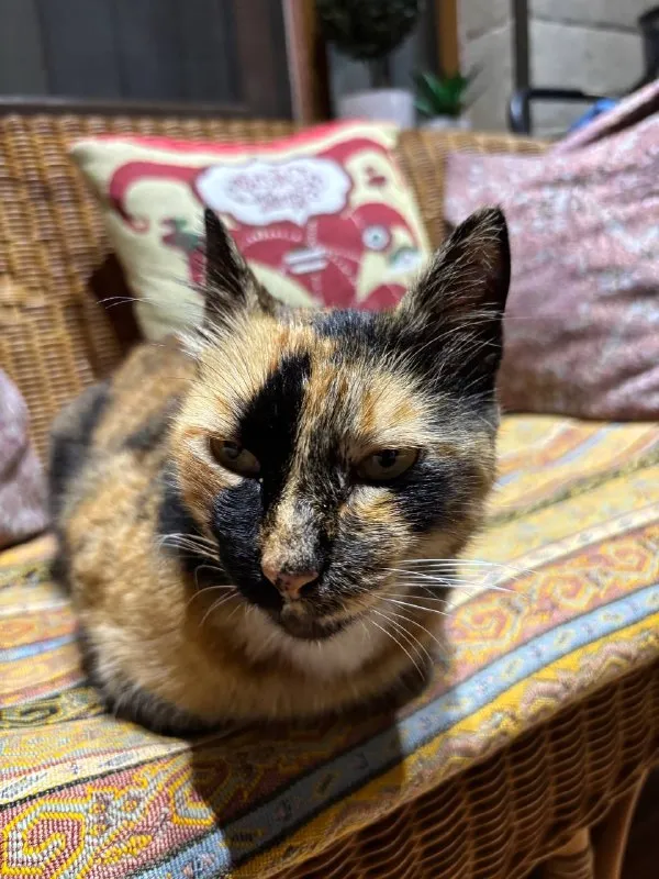 Кошка