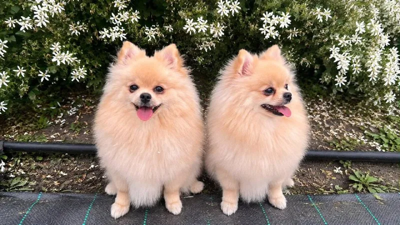 Молли и Никуська