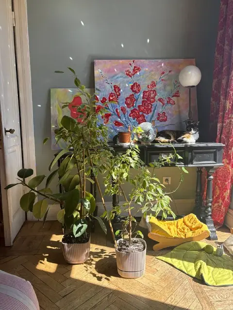 Фикусы — Тбилиси — 160 ₾