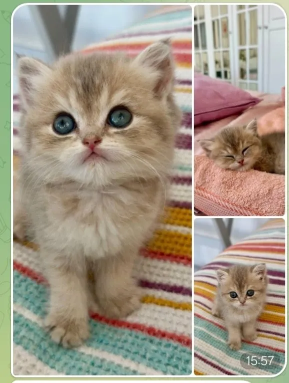 Котёнка