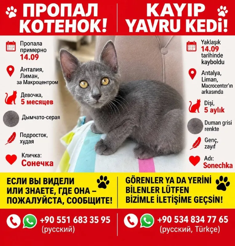 Котенок