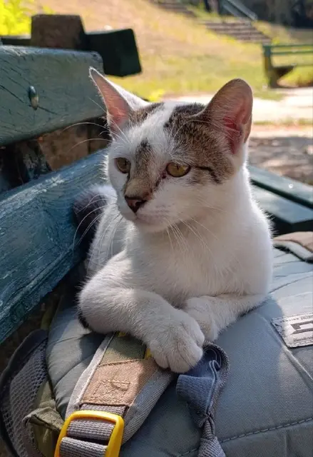 Кошечка Зайка — Belgrade