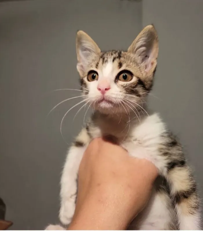 Котёнок Анфиска