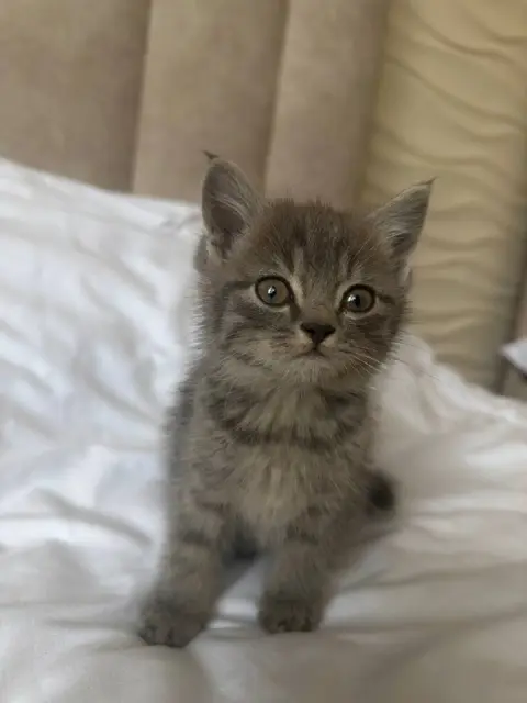 Котенок домашний — Алматы