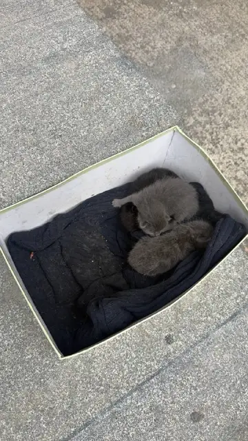 Коробка с котятами — Батуми