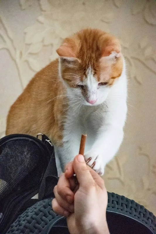 Тыковка