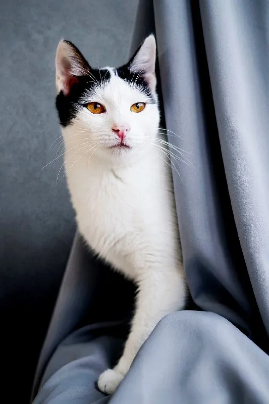 Кошечка Мерилин