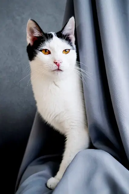 Кошечка Мерилин — Батуми