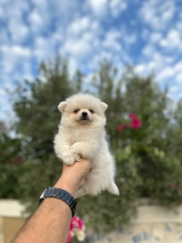 Puppies