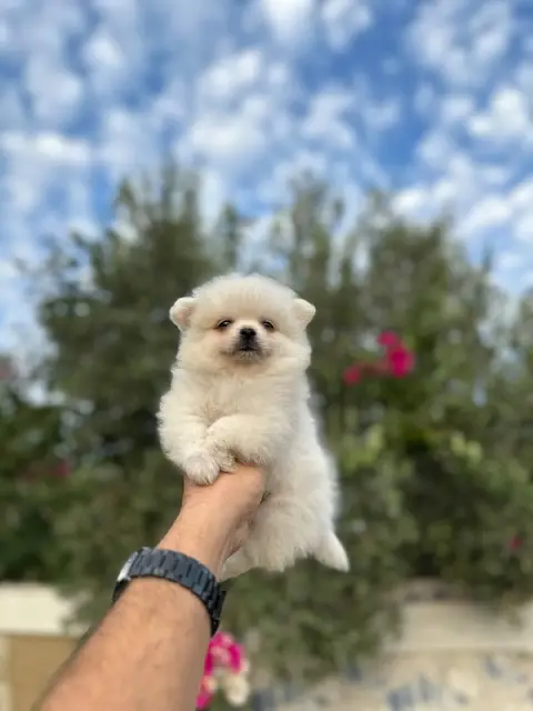 Puppies — Анталия