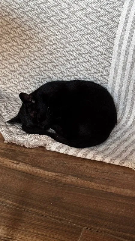 Кошка Нация