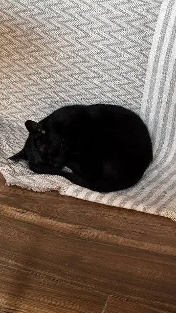 Кошка Нация — Батуми