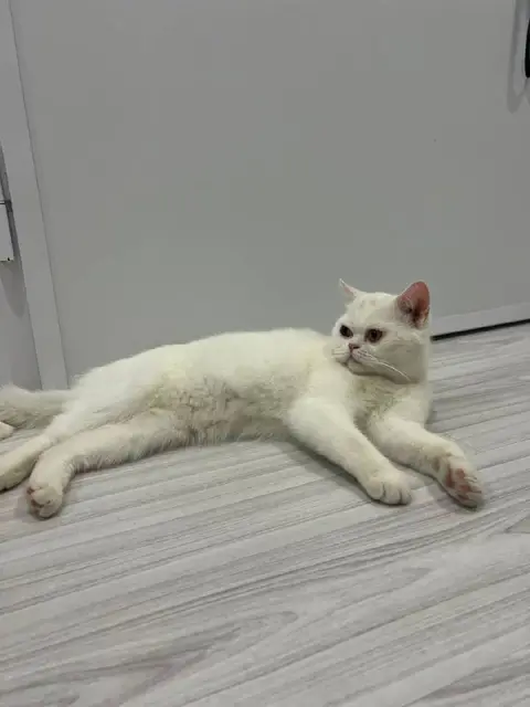 Кот — Стамбул
