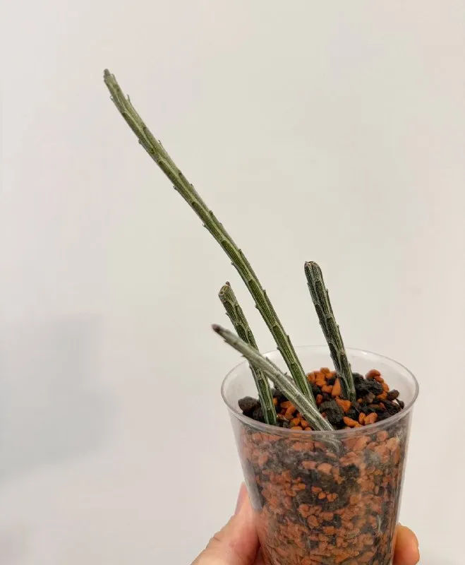 Senecio stapeliiformis