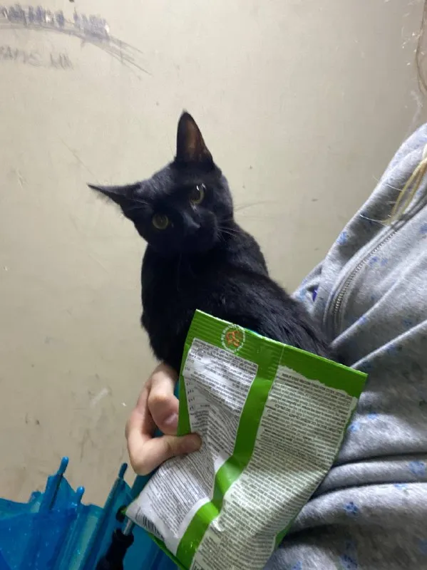 Маленькая чёрная кошечка