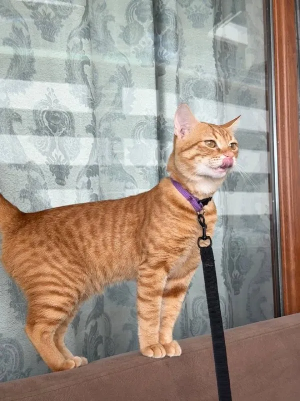 Котик Оскар