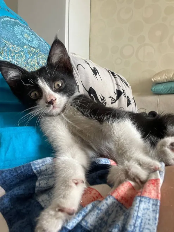 Котенок