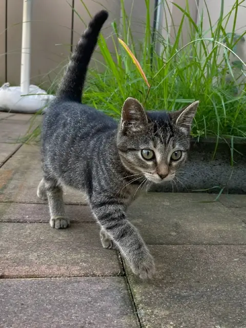 Котенок — Батуми