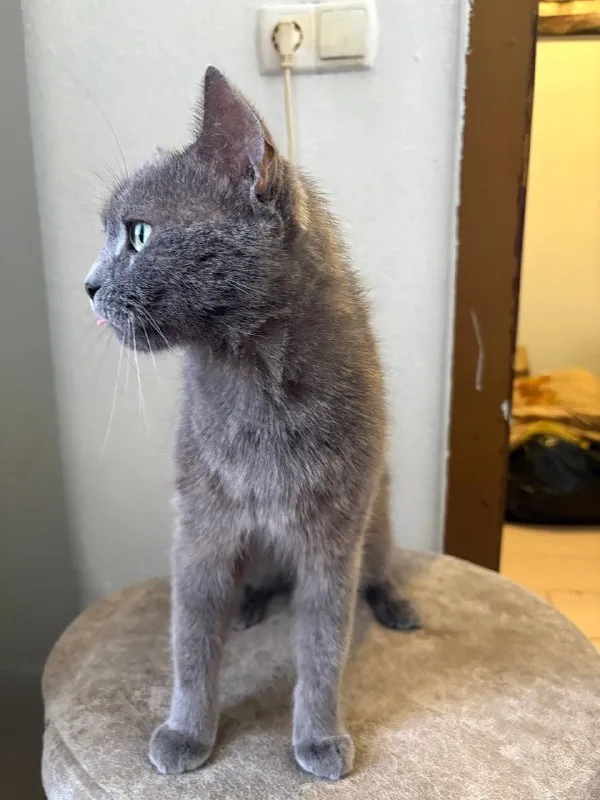 Кот