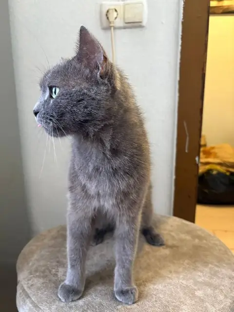 Кот — Анталия