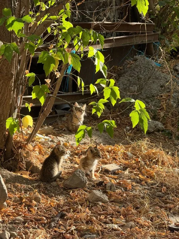 Котята