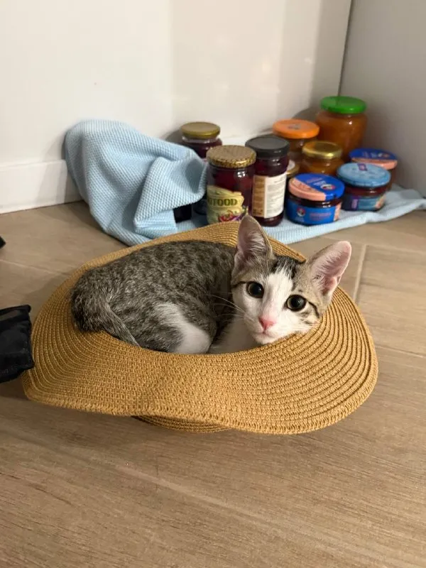 Кошка Ася
