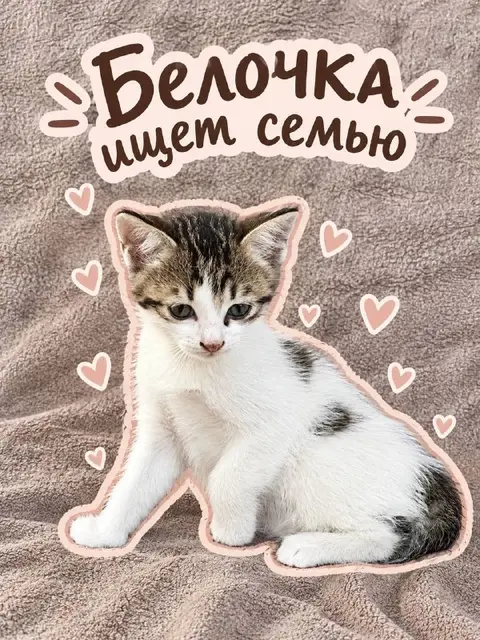 Малышка Белочка — Тбилиси