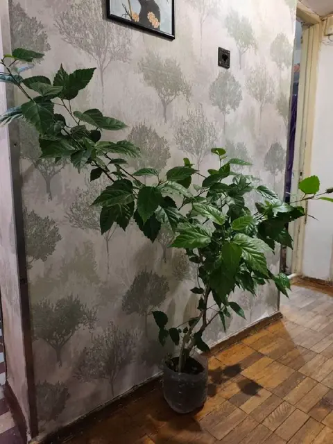 Китайская роза — Tbilisi — 80 ₾