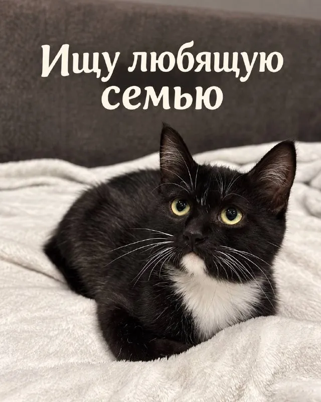 Кошка в белых носочках