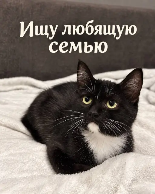 Кошка в белых носочках — Алматы