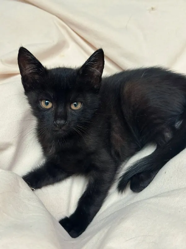Маленький Вуглик