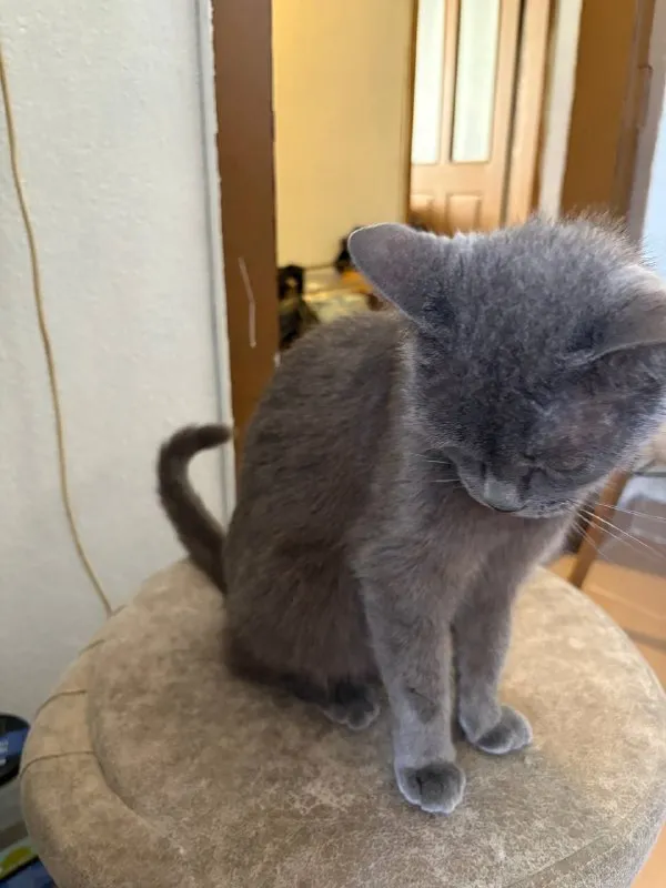 Кот