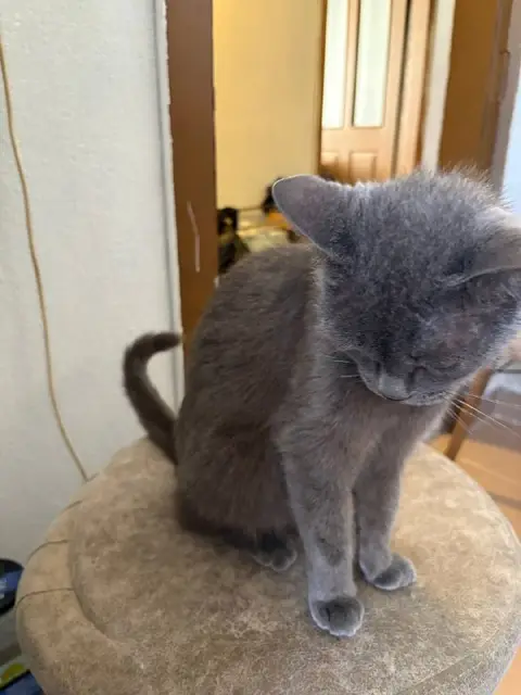 Кот — Анталия