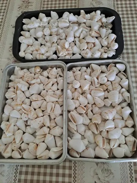 Ракушки крупные чистые — Анталия — 650 ₺