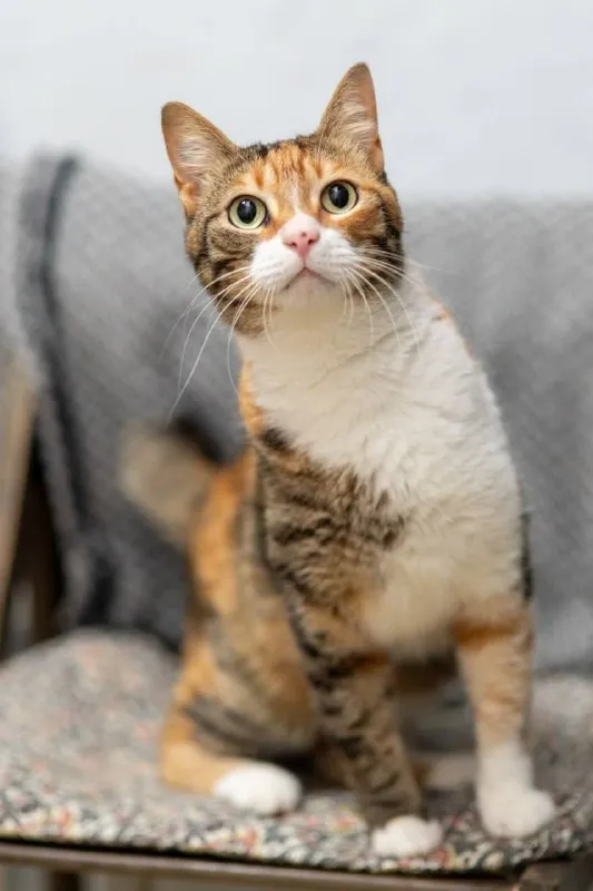 Кошка Кичи