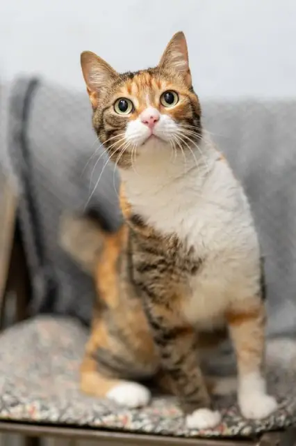 Кошка Кичи — Батуми