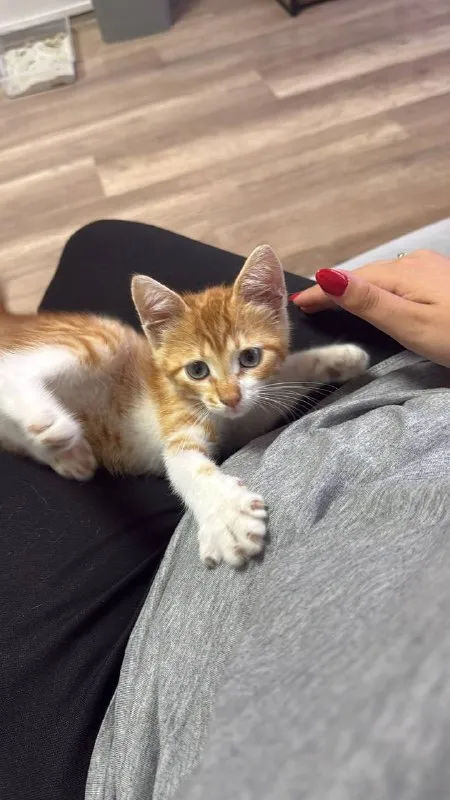 Котенок