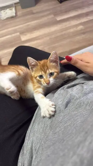 Котенок — Стамбул
