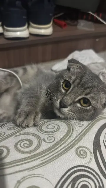 Шотландский кот — Алматы