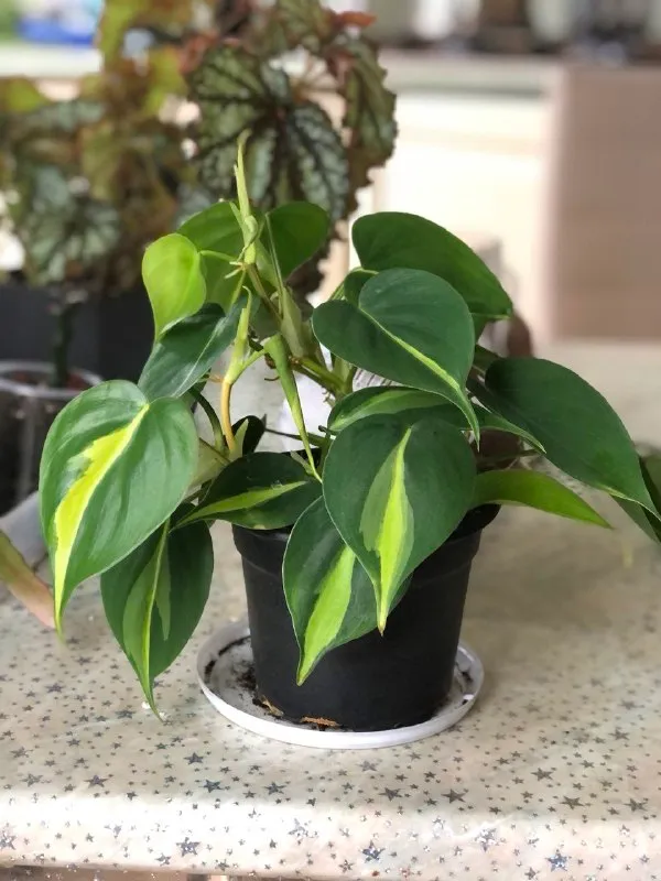 Филодендрон scandens brasil