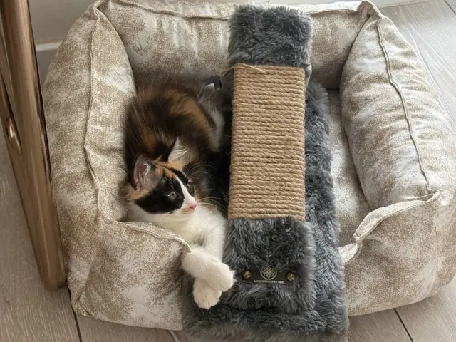 Ласковый котёнок — Анталия
