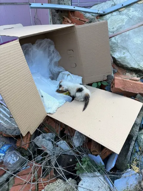 Котик — Стамбул